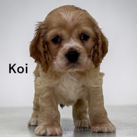 puppy, for, sale, Cocker Spaniel, Joe & Cherri  Overlease, dog, breeder, Miller, MO, dog-breeder, puppy-for-sale, forsale, nearby, find, puppyfind, locator, puppylocator, aca